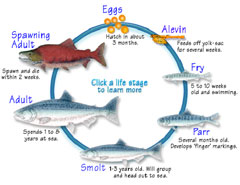 Fish Cycle
